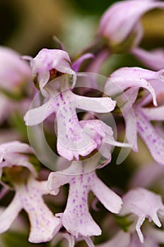 Conical orchid flower detail Ã¢â¬â Orchis conica photo